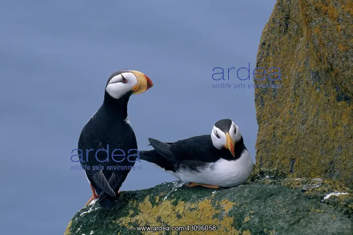 : Horned Puffins : Horned Puffins