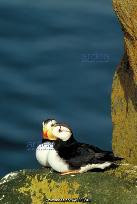 : Horned puffins : Horned puffins