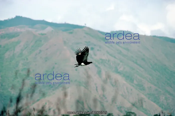 : Horned Screamer - in flight : Horned Screamer - in flight
