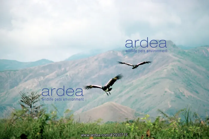 : Horned Screamer - pair in flight : Horned Screamer - pair in flight