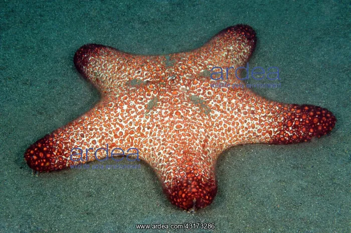 : Horned Sea Star (Oreasteridae) laying on the ground : Horned Sea Star (Oreasteridae) laying on the ground