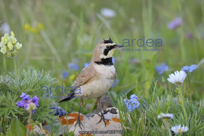 : Horned / Shore Lark : Horned / Shore Lark