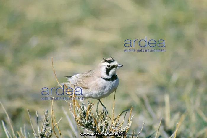 : HORNED / SHORE LARK : HORNED / SHORE LARK