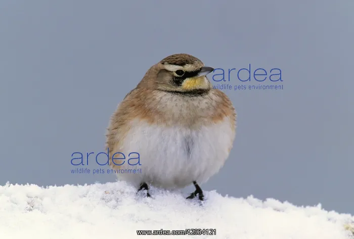 : Horned / Shore Lark : Horned / Shore Lark