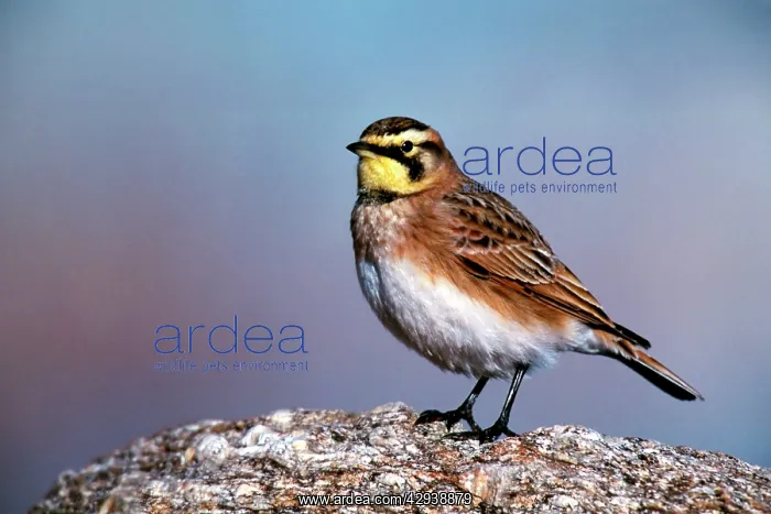 : Horned / Shore Lark : Horned / Shore Lark