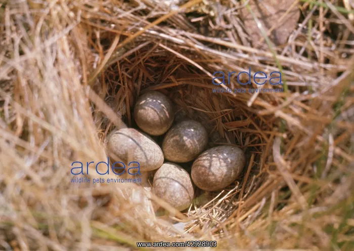 : Horned / Shore Lark - eggs in nest : Horned / Shore Lark - eggs in nest