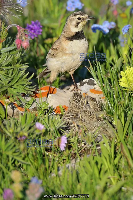: Horned / Shore Lark - female at nest : Horned / Shore Lark - female at nest