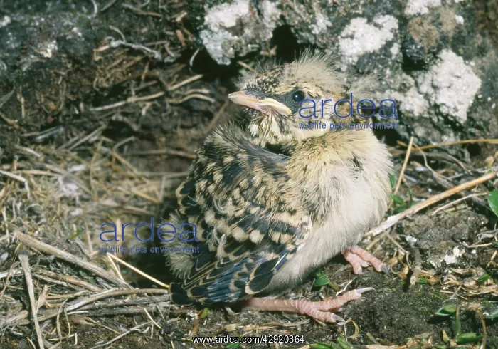 : Horned / Shore Lark - fledgling juvenile : Horned / Shore Lark - fledgling juvenile