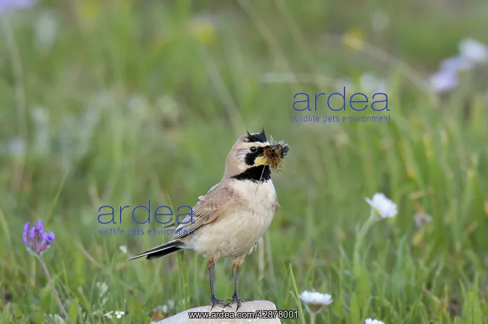 : Horned / Shore Lark - with food in mouth : Horned / Shore Lark - with food in mouth
