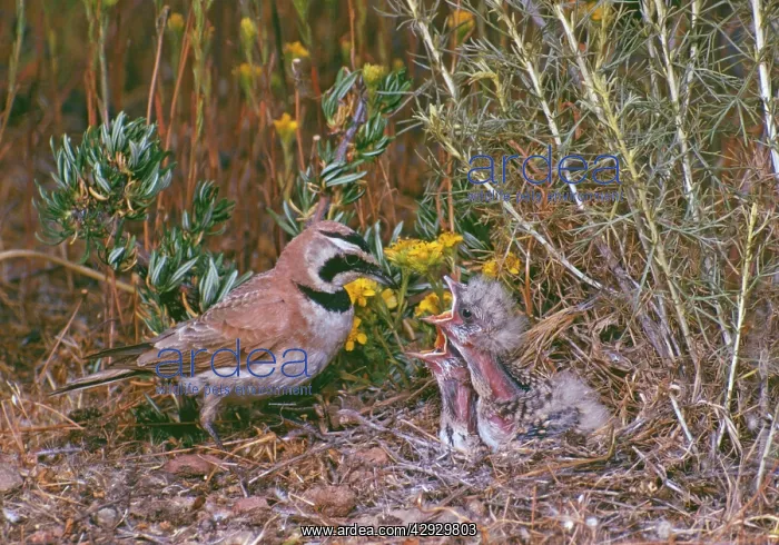  : Horned  /  Shore Lark - male feeding young