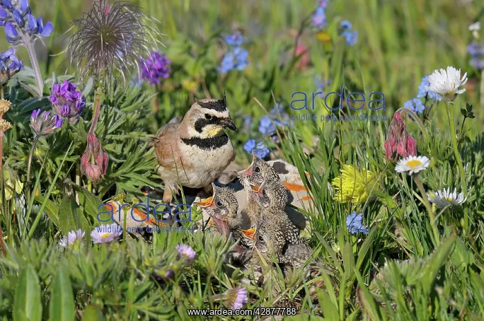 : Horned / Shore Lark - male feeding young at nest : Horned / Shore Lark - male feeding young at nest