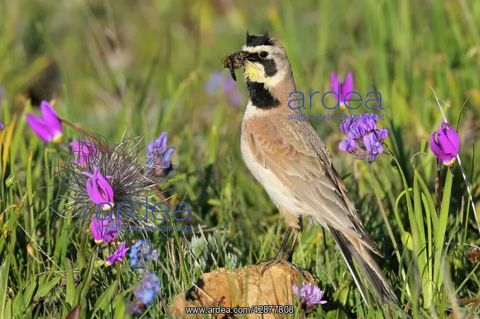 : Horned / Shore Lark - male with food in mouth : Horned / Shore Lark - male with food in mouth