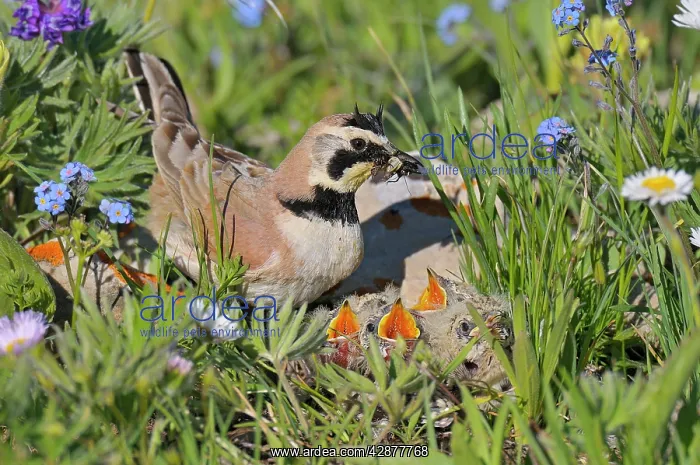 : Horned / Shore Lark - male with food in mouth feeding : Horned / Shore Lark - male with food in mouth feeding