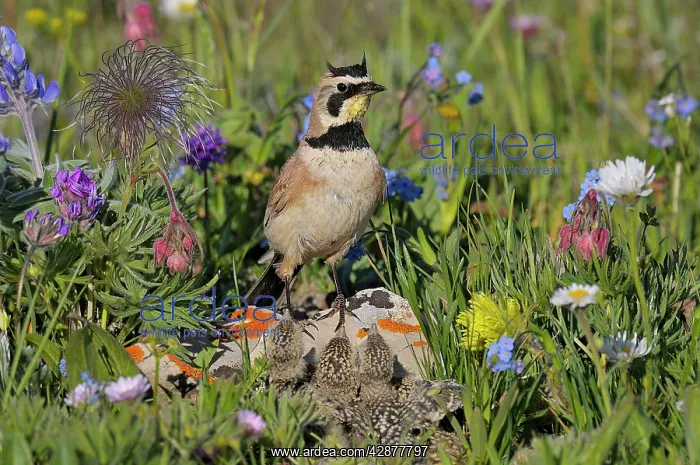: Horned / Shore Lark - male with young at nest : Horned / Shore Lark - male with young at nest