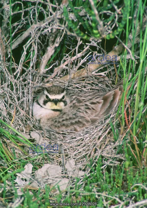 : Horned / Shore Lark - at nest : Horned / Shore Lark - at nest