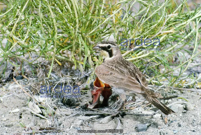 : Horned / Shore Lark - at nest with young : Horned / Shore Lark - at nest with young