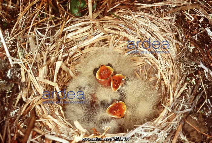 : Horned / Shore Lark - nestlings, Waiting for food : Horned / Shore Lark - nestlings, Waiting for food