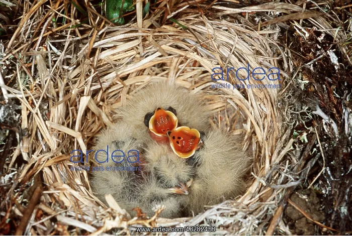 : Horned / Shore LARK - orange throats of nestlings : Horned / Shore LARK - orange throats of nestlings