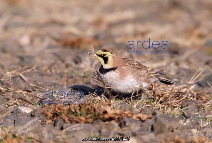 : Horned / Shore Lark - sitting on ground : Horned / Shore Lark - sitting on ground