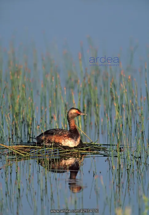 : Horned / Slavonian Grebe : Horned / Slavonian Grebe