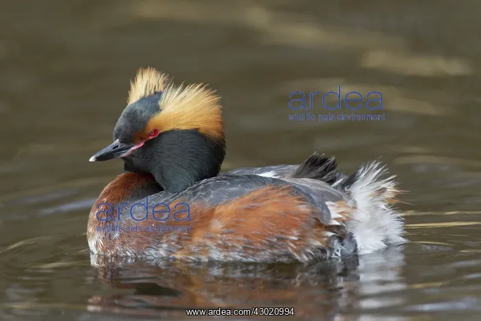  : Horned  /  Slavonian Grebe