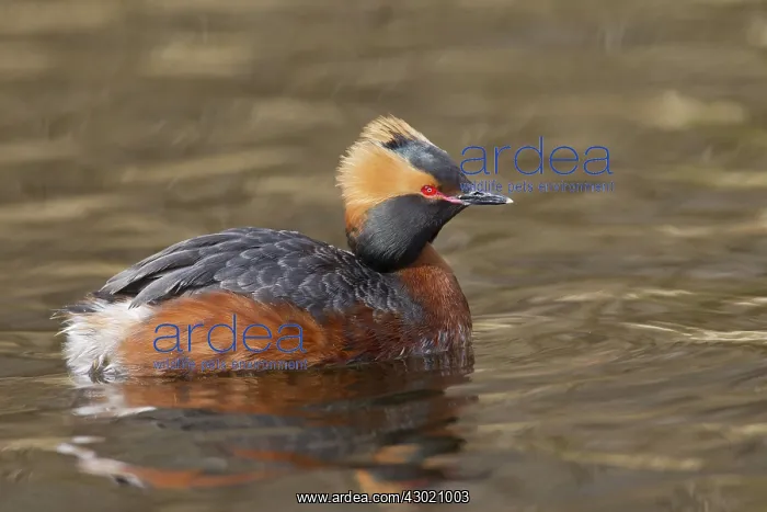  : Horned  /  Slavonian Grebe