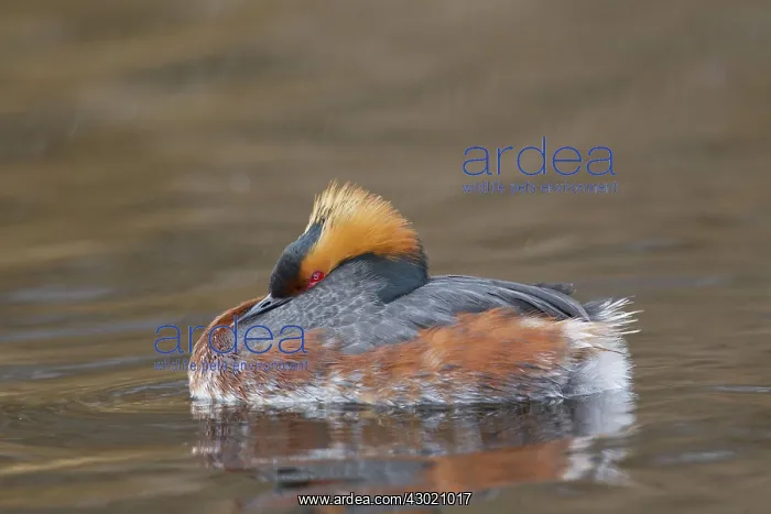  : Horned  /  Slavonian Grebe