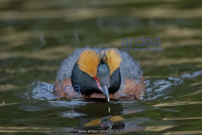  : Horned  /  Slavonian Grebe