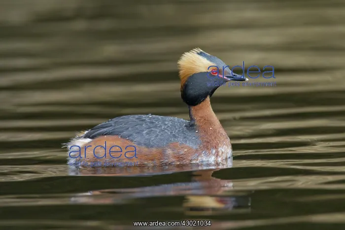  : Horned  /  Slavonian Grebe