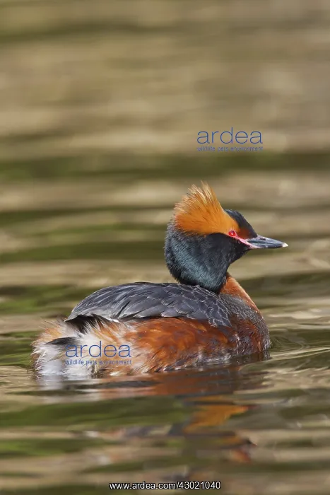  : Horned  /  Slavonian Grebe