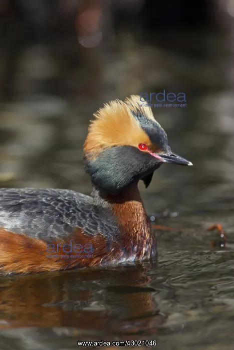  : Horned  /  Slavonian Grebe
