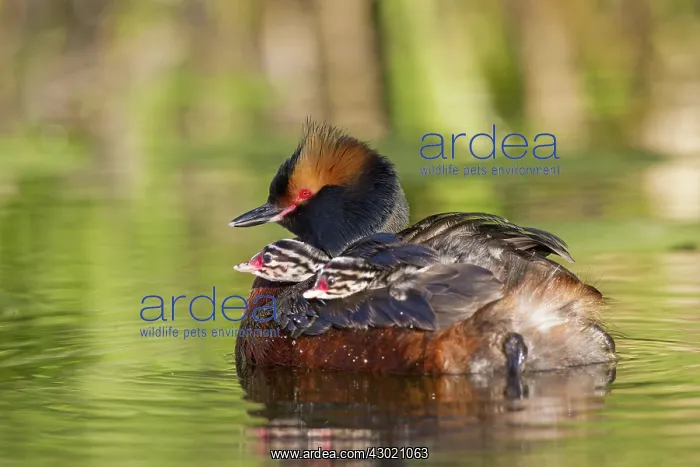  : Horned  /  Slavonian Grebe
