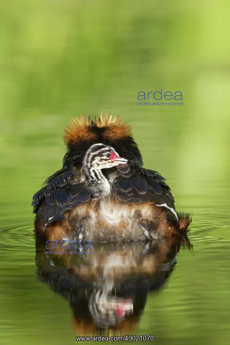  : Horned  /  Slavonian Grebe