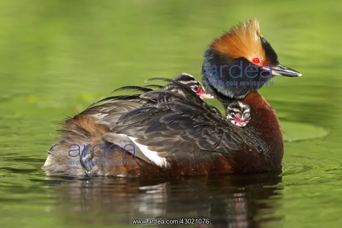  : Horned  /  Slavonian Grebe