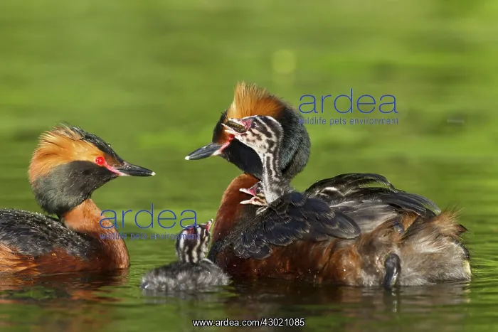  : Horned  /  Slavonian Grebe