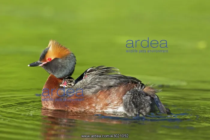  : Horned  /  Slavonian Grebe
