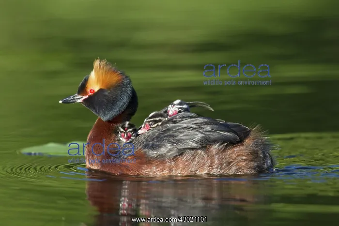  : Horned  /  Slavonian Grebe