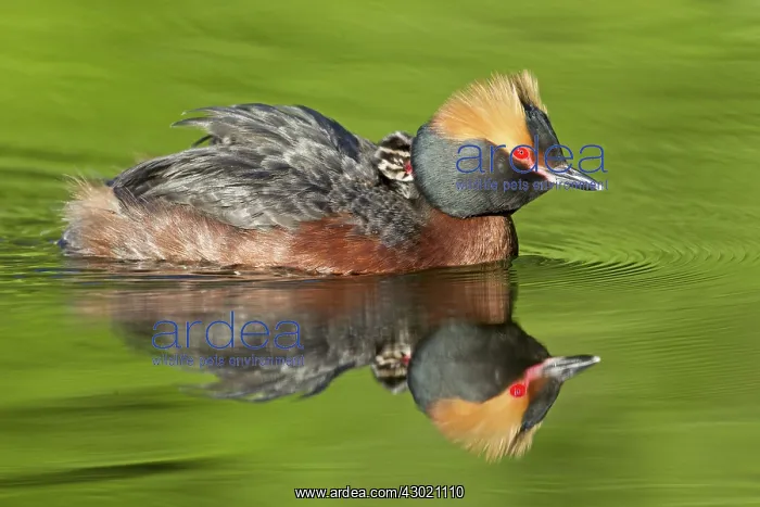  : Horned  /  Slavonian Grebe