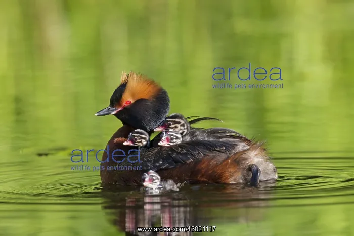  : Horned  /  Slavonian Grebe