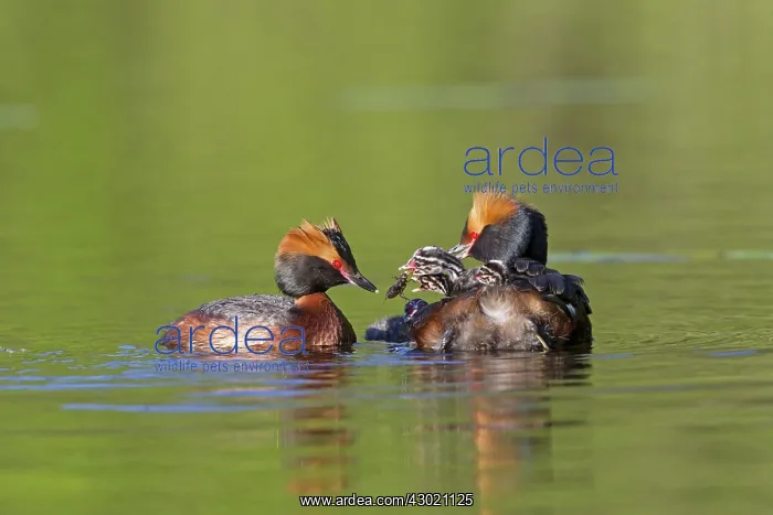  : Horned  /  Slavonian Grebe