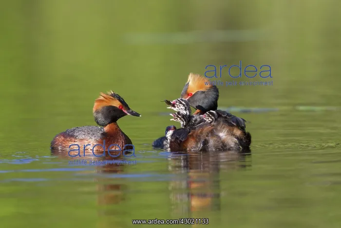  : Horned  /  Slavonian Grebe