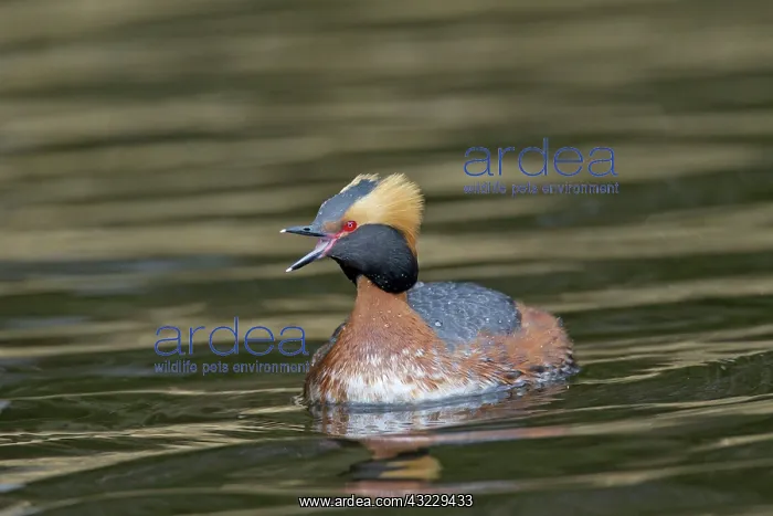  : Horned  /  Slavonian Grebe