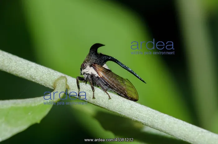 : Horned Treehopper : Horned Treehopper