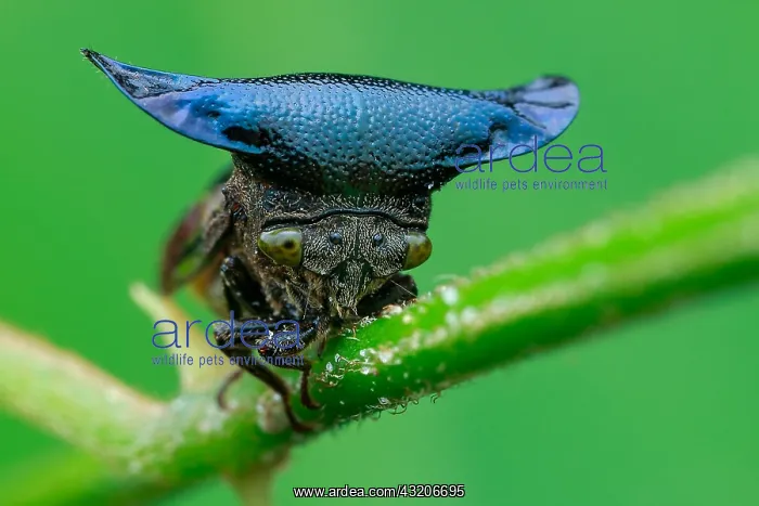 : Horned treehopper (Centrotypus sp) : Horned treehopper (Centrotypus sp)