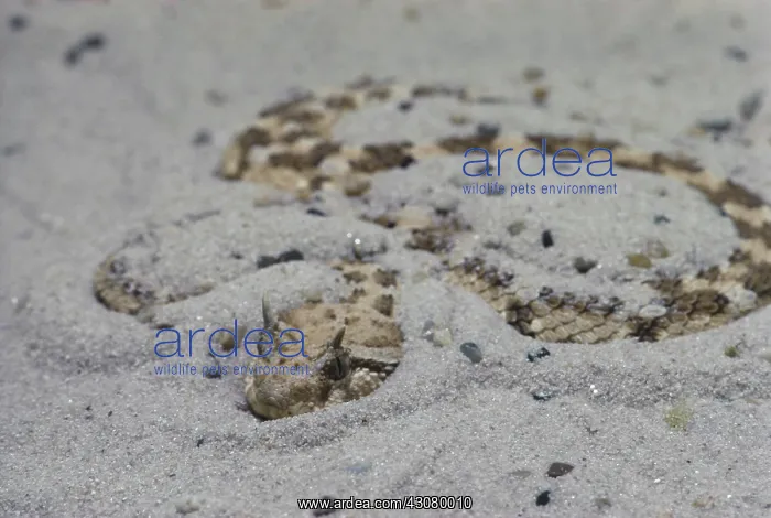 : Horned Viper : Horned Viper
