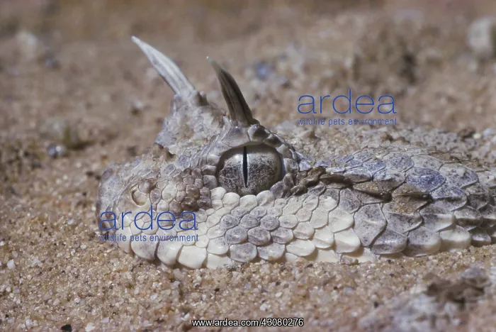 : Horned Viper : Horned Viper