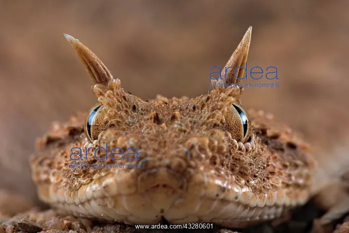 : Horned viper (Cerastes cerastes), animal portrait : Horned viper (Cerastes cerastes), animal portrait