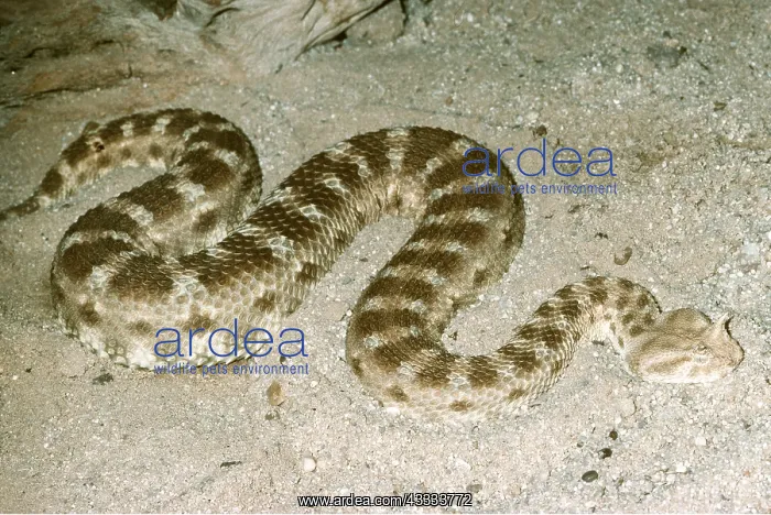 : HORNED VIPER - IN SAND : HORNED VIPER - IN SAND