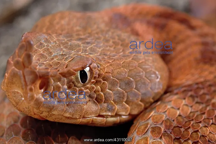 : Horned Viper (Vipera ammodytes) : Horned Viper (Vipera ammodytes)