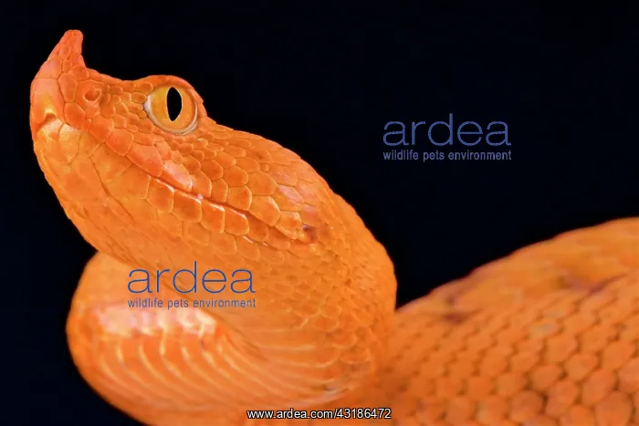 : Horned viper (Vipera ammodytes) : Horned viper (Vipera ammodytes)